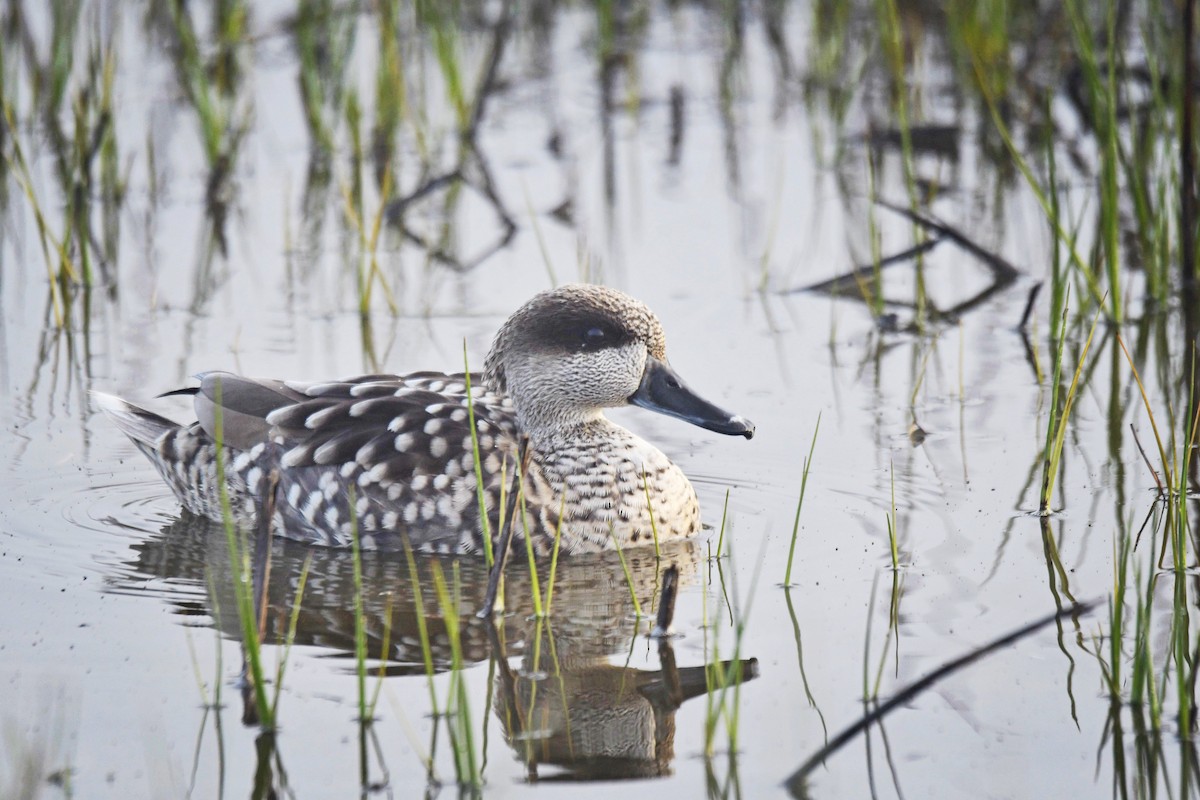 Marbled Duck - ML614945630