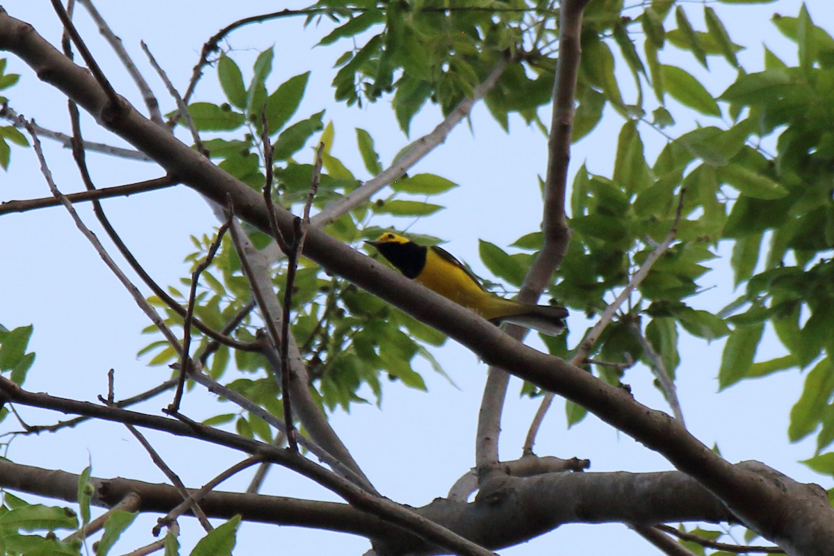 Hooded Warbler - Jarmo Jalava