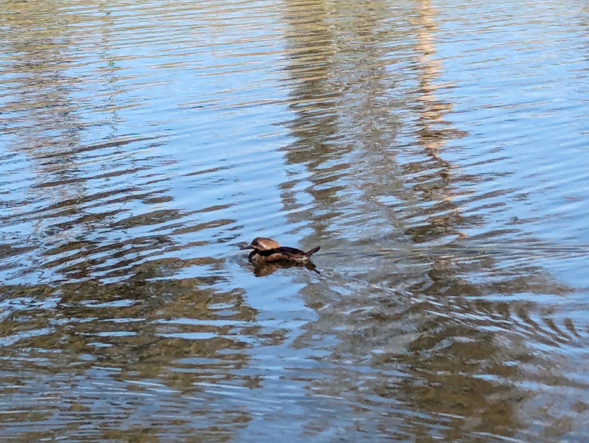 Hooded Merganser - ML614945651