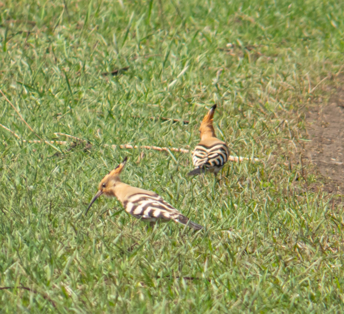 Eurasian Hoopoe - ML614945668