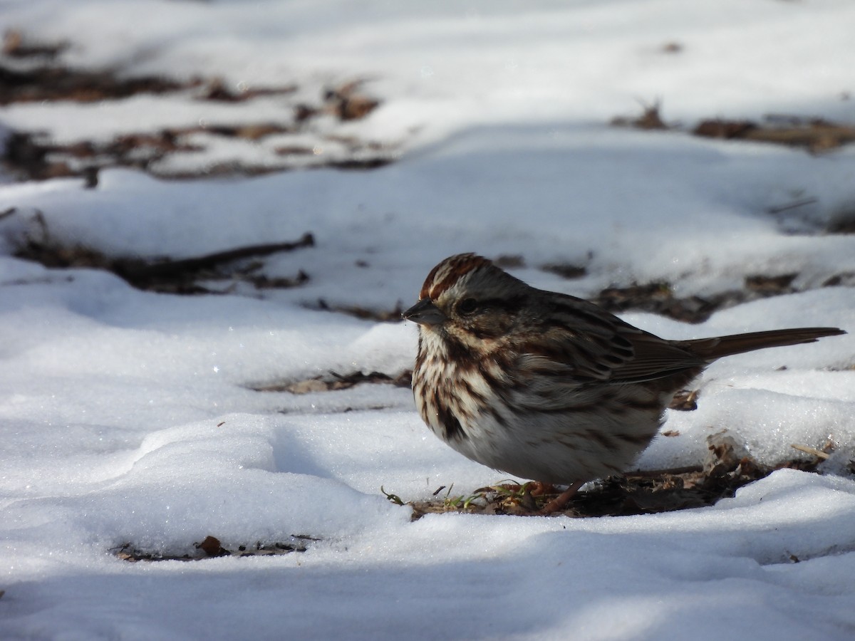 Song Sparrow - ML614945700