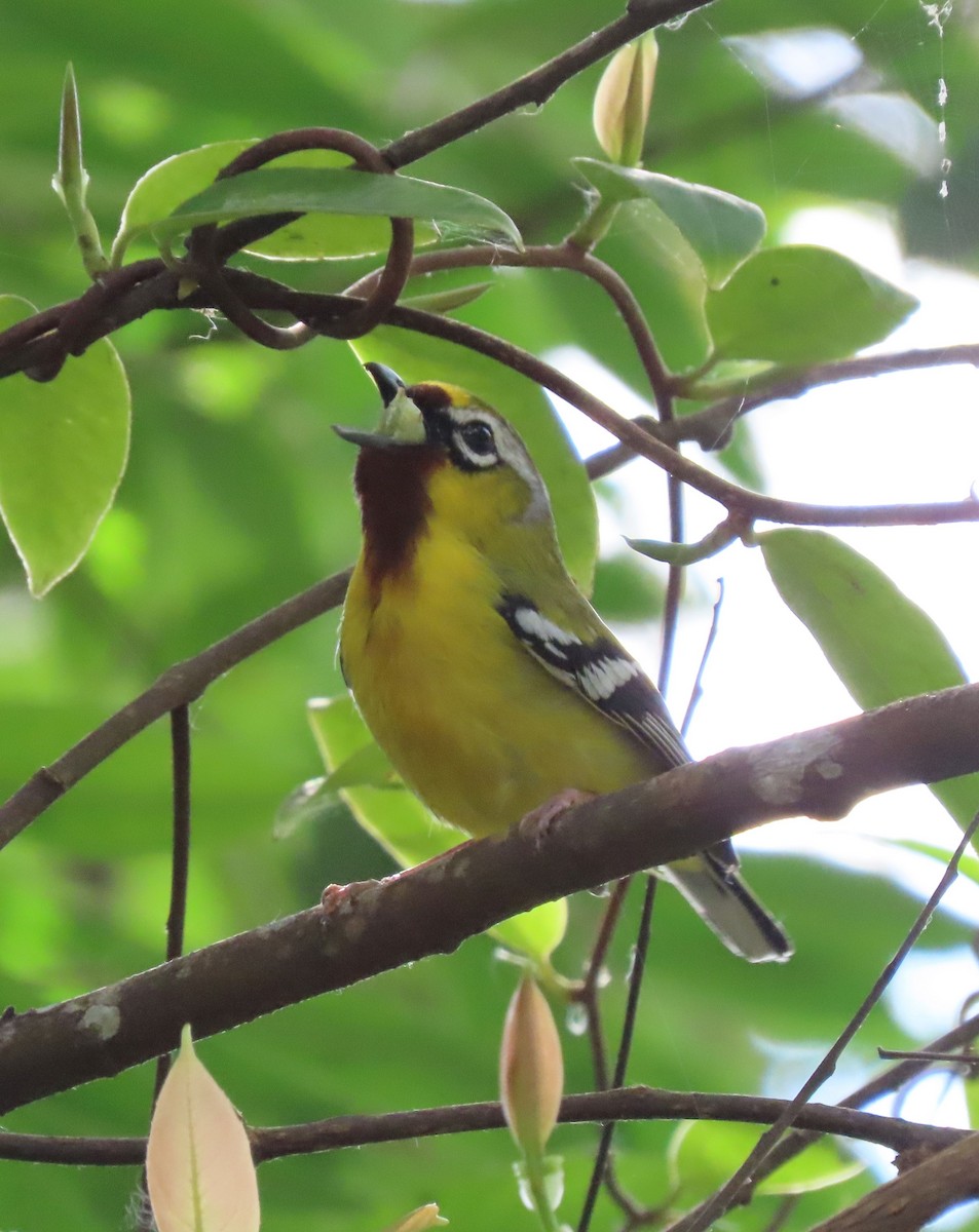 Clicking Shrike-Babbler - ML614945712