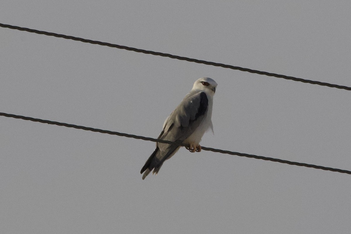 Black-winged Kite - ML614945759