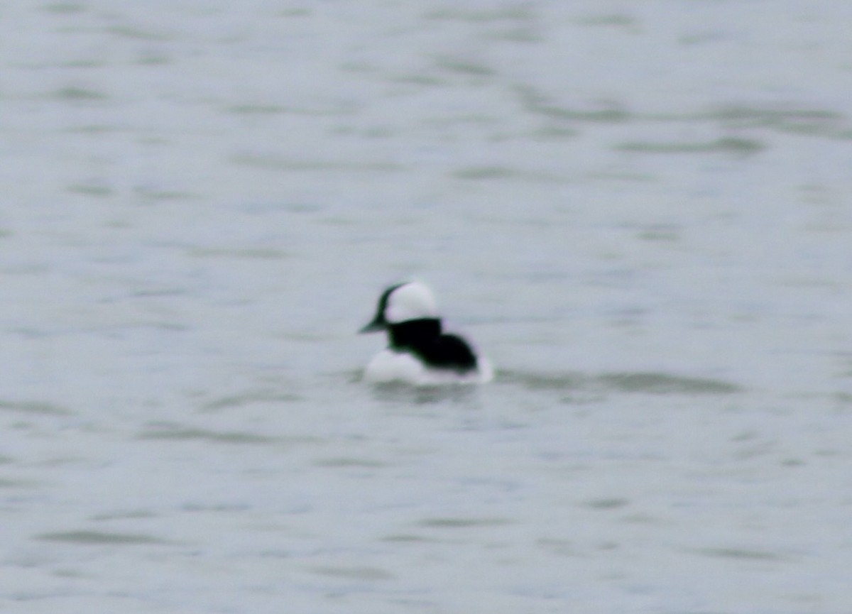 Bufflehead - ML614945807