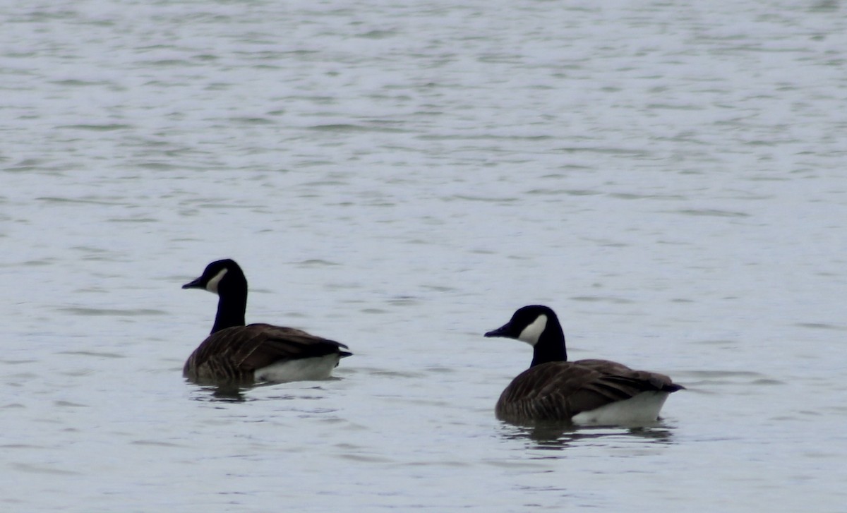 Canada Goose - ML614945813