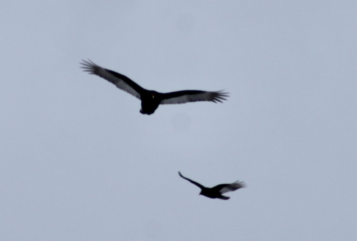 Turkey Vulture - ML614945849