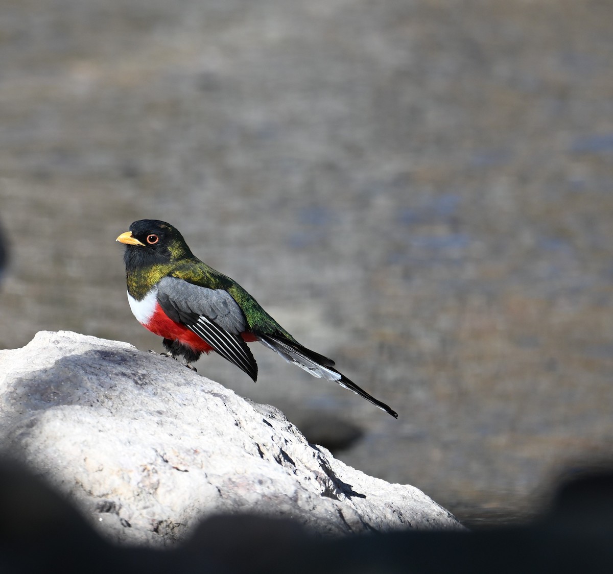 Coppery-tailed Trogon - ML614945881