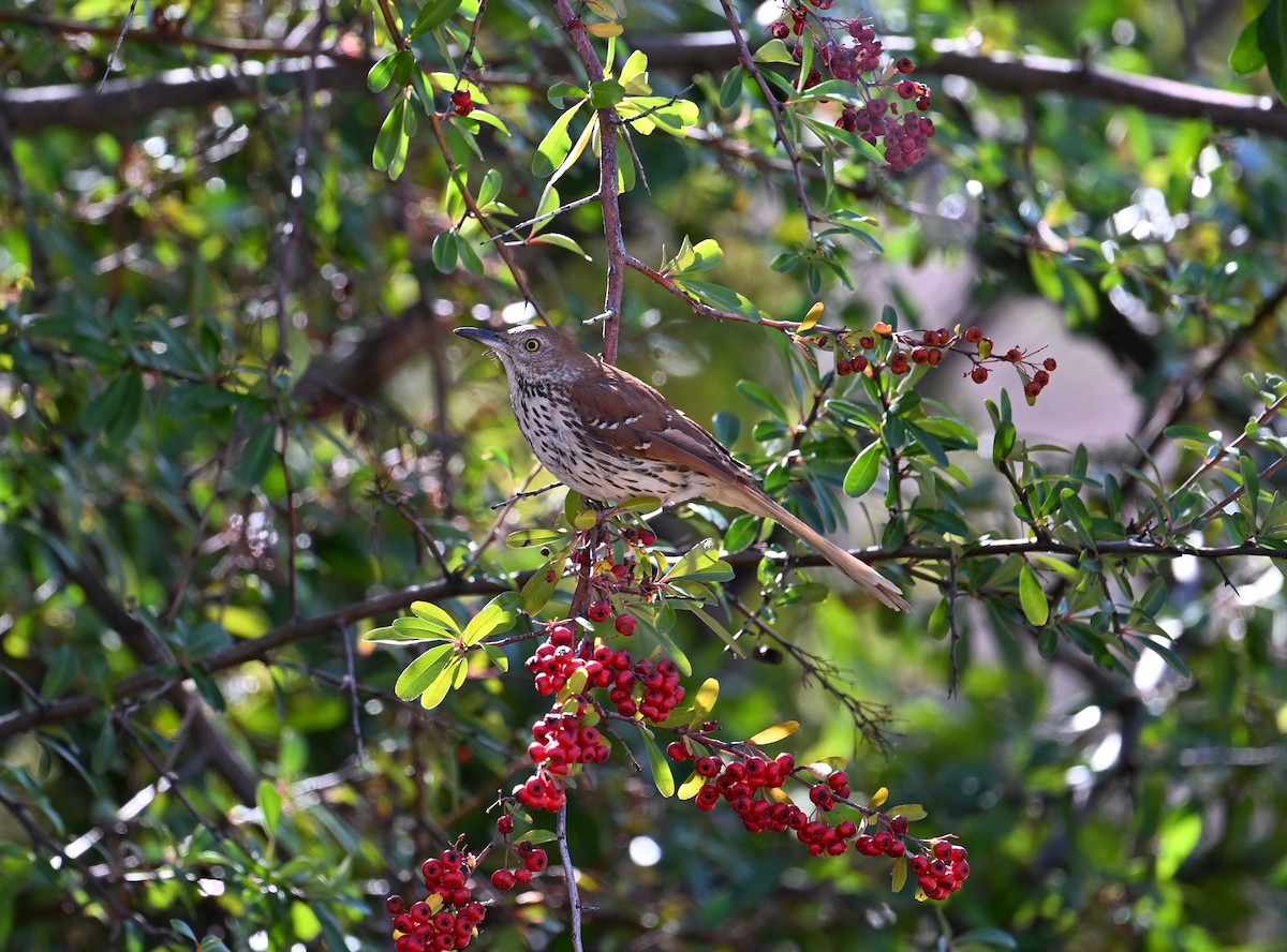 Brown Thrasher - ML614945912