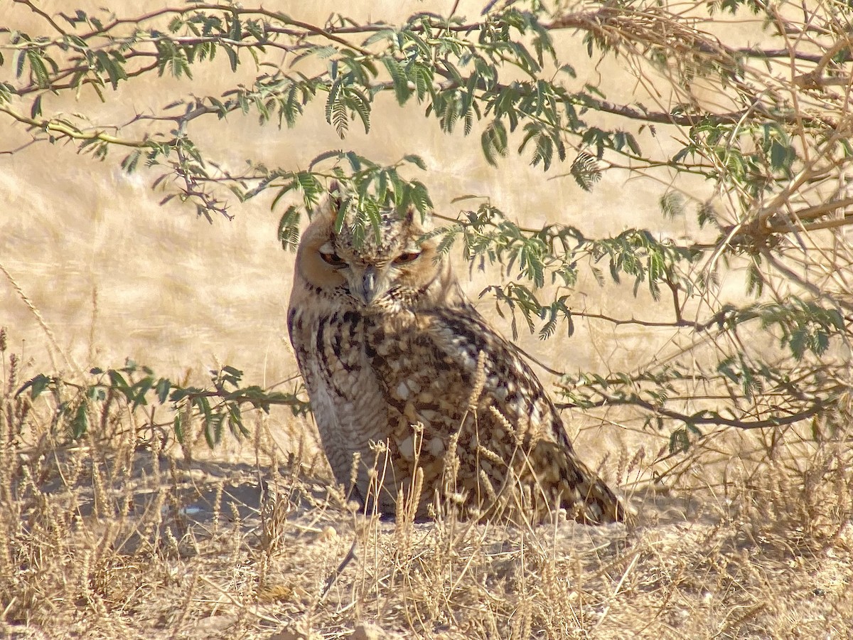 Pharaoh Eagle-Owl - ML614945962