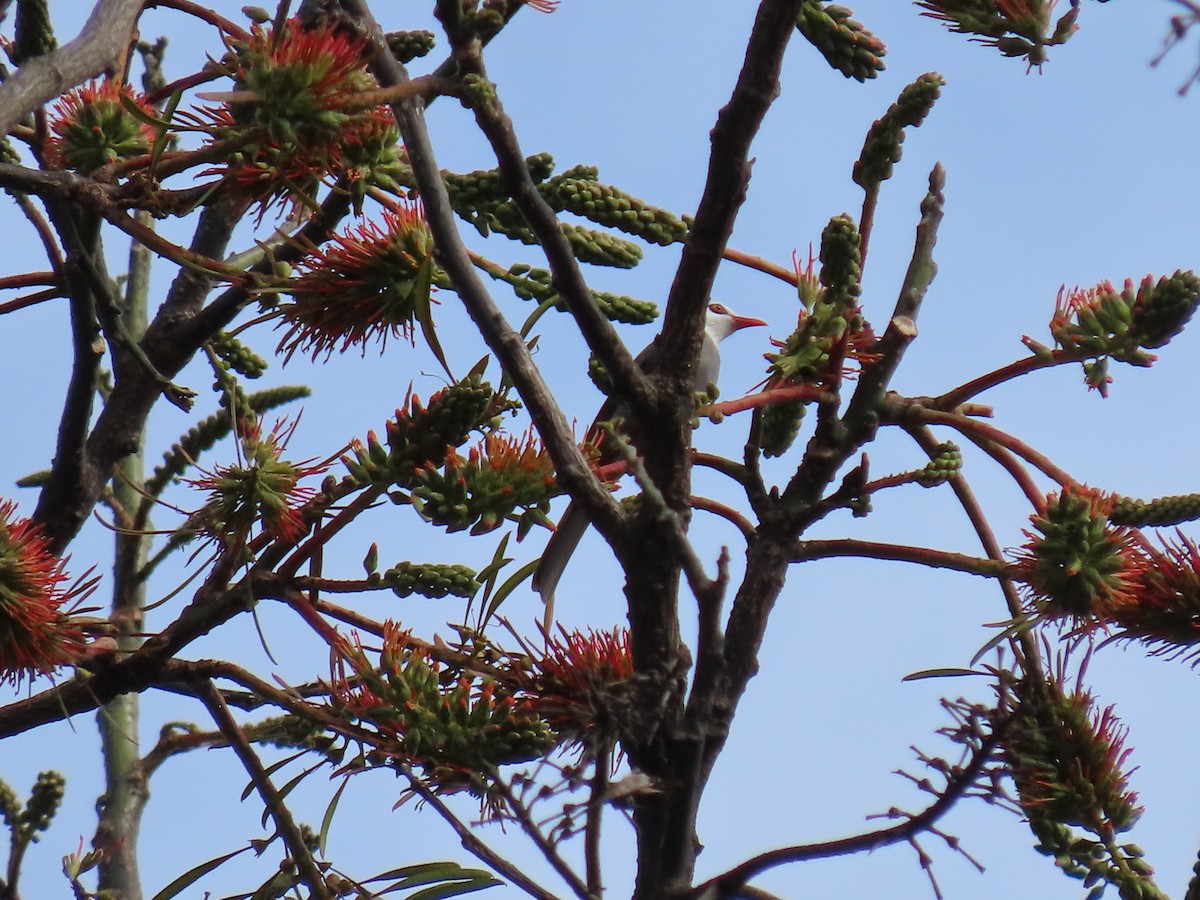 White-headed Bulbul - ML614945981