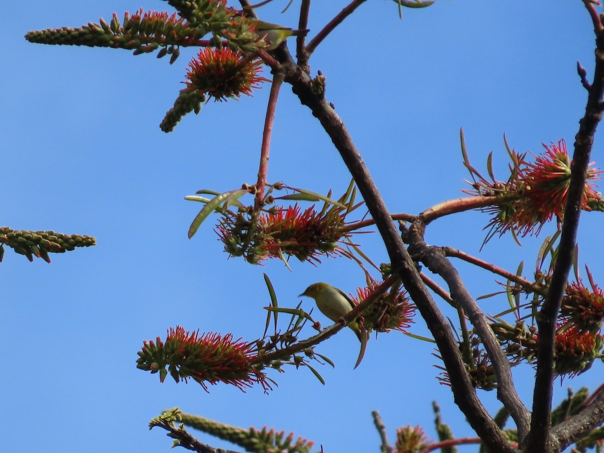 Zosterops sp. - Thomas Brooks