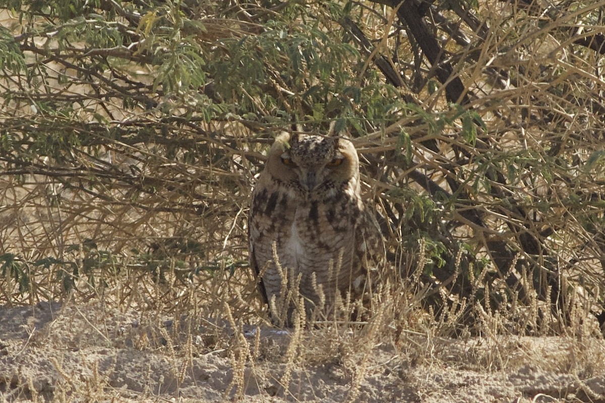 Pharaoh Eagle-Owl - ML614945991