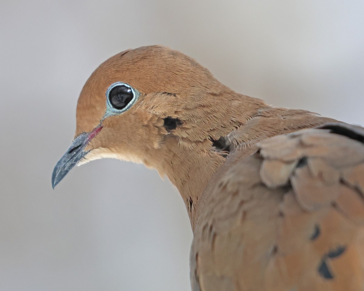 Tourterelle triste - ML614946035