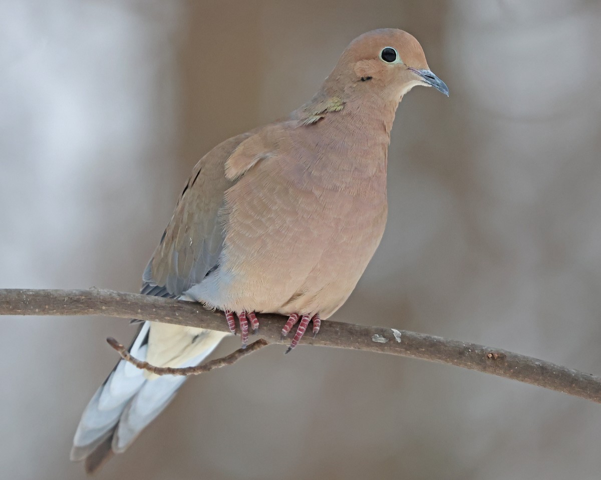 Tourterelle triste - ML614946039