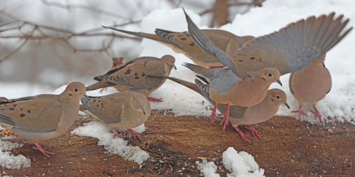 Tourterelle triste - ML614946040