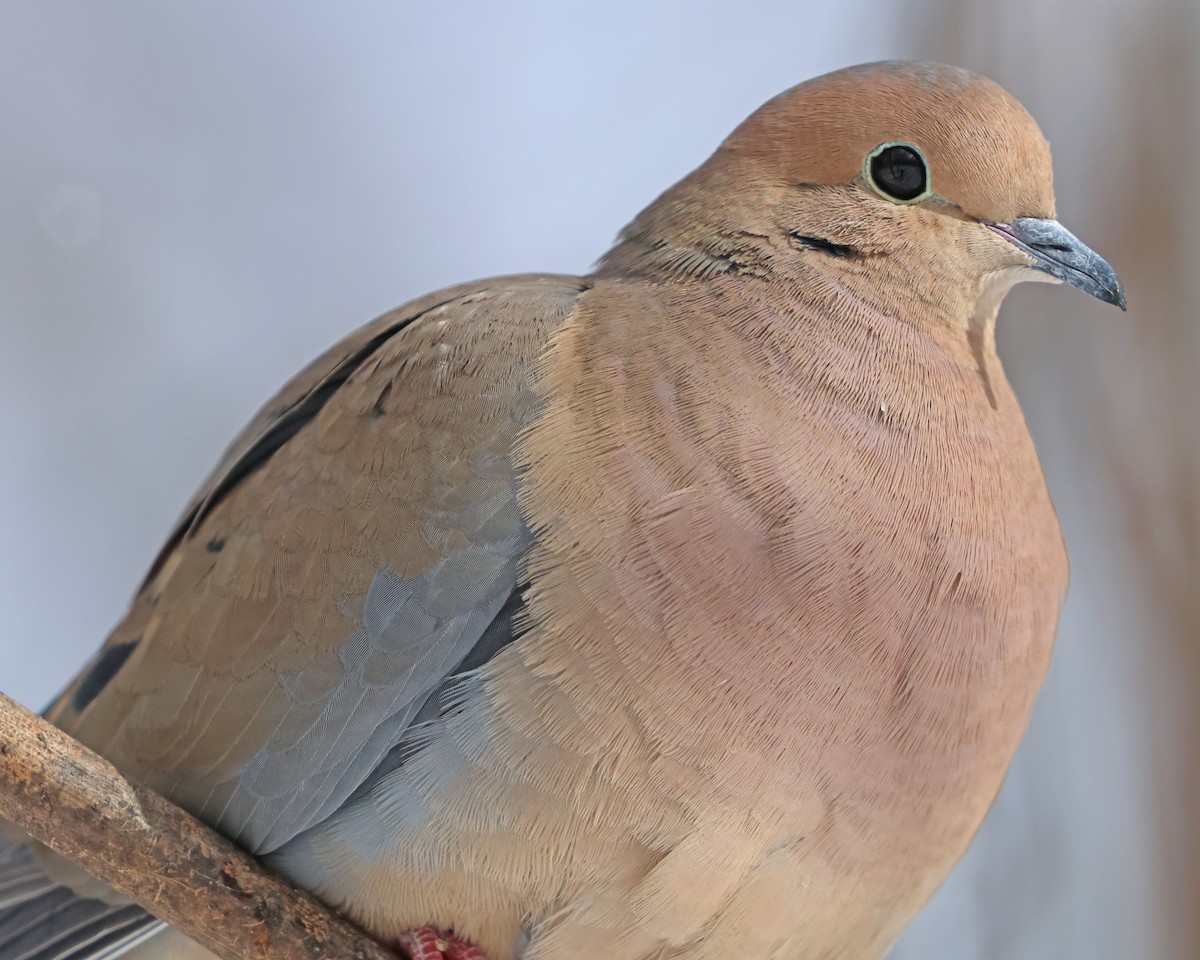 Tourterelle triste - ML614946041