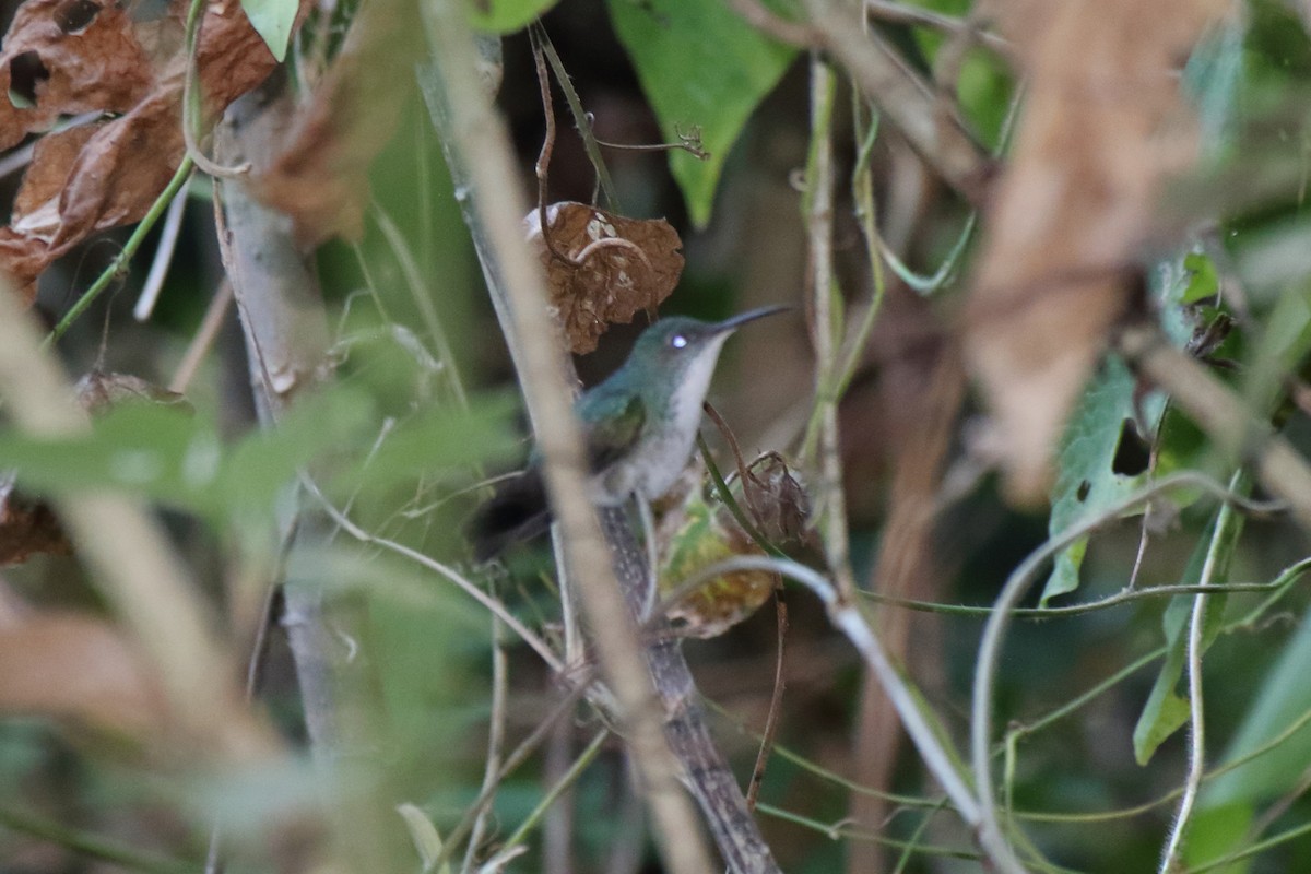 White-bellied Emerald - ML614946047