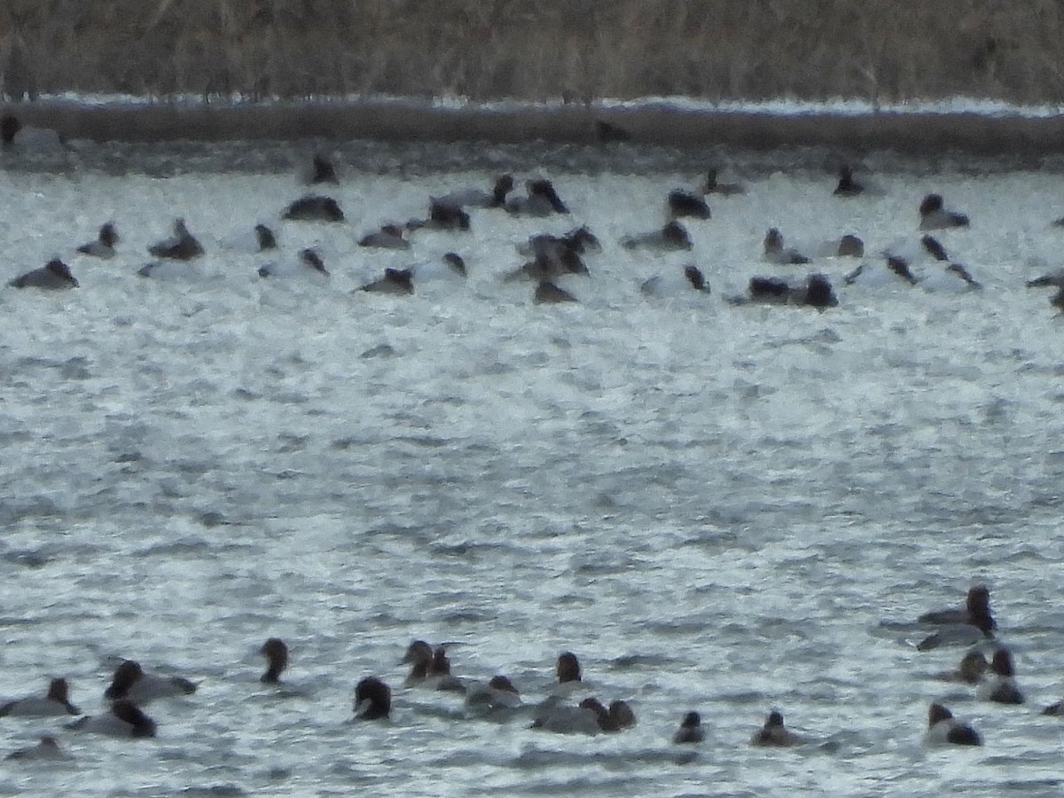 Canvasback - Bill Nolting