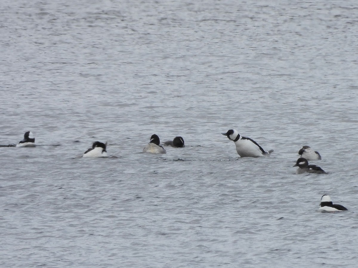 Bufflehead - ML614946120