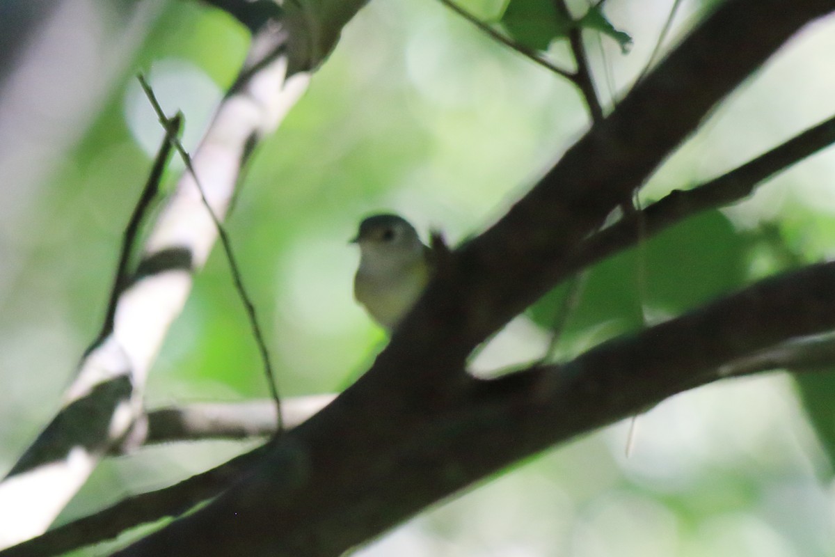 Lesser Greenlet - Jarmo Jalava
