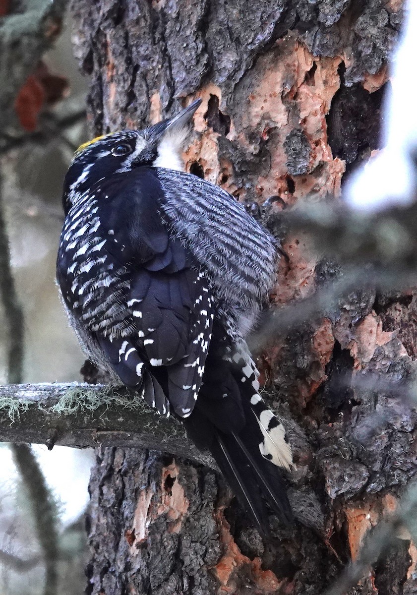 American Three-toed Woodpecker - ML614946391