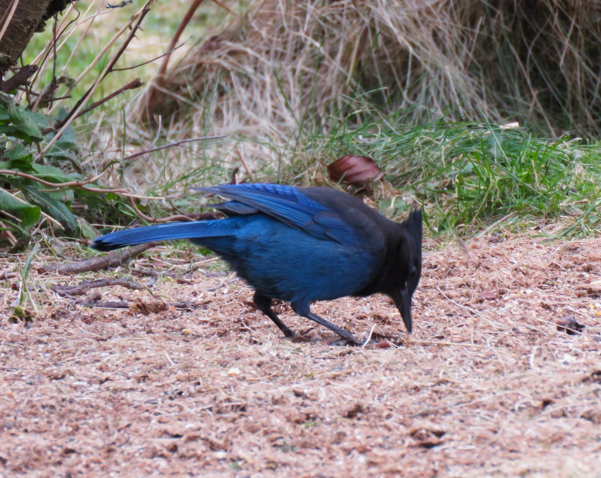 Steller's Jay (Coastal) - ML614946444