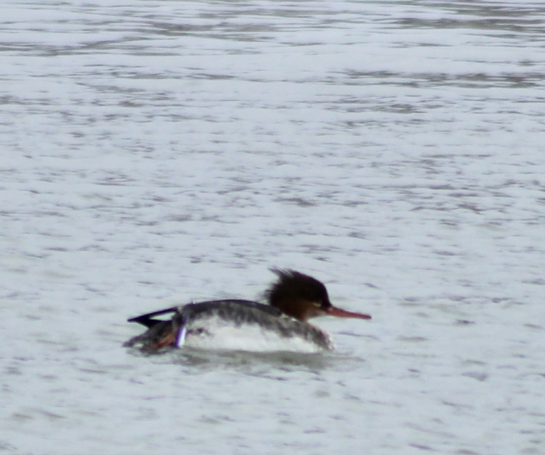 Red-breasted Merganser - ML614946446