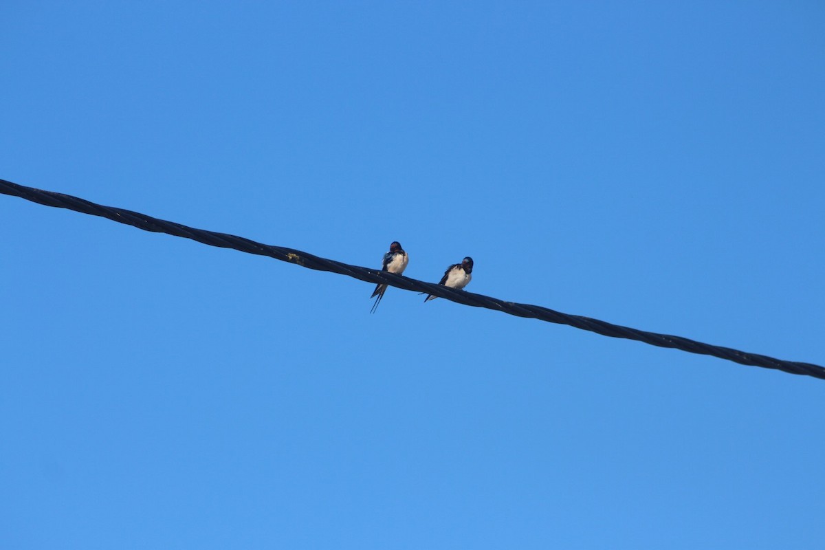 Barn Swallow - ML614946451