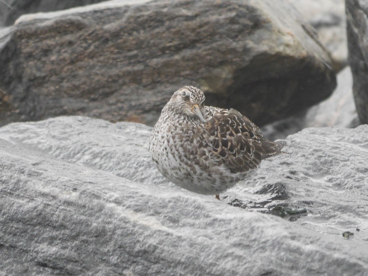 Purple Sandpiper - ML614946500