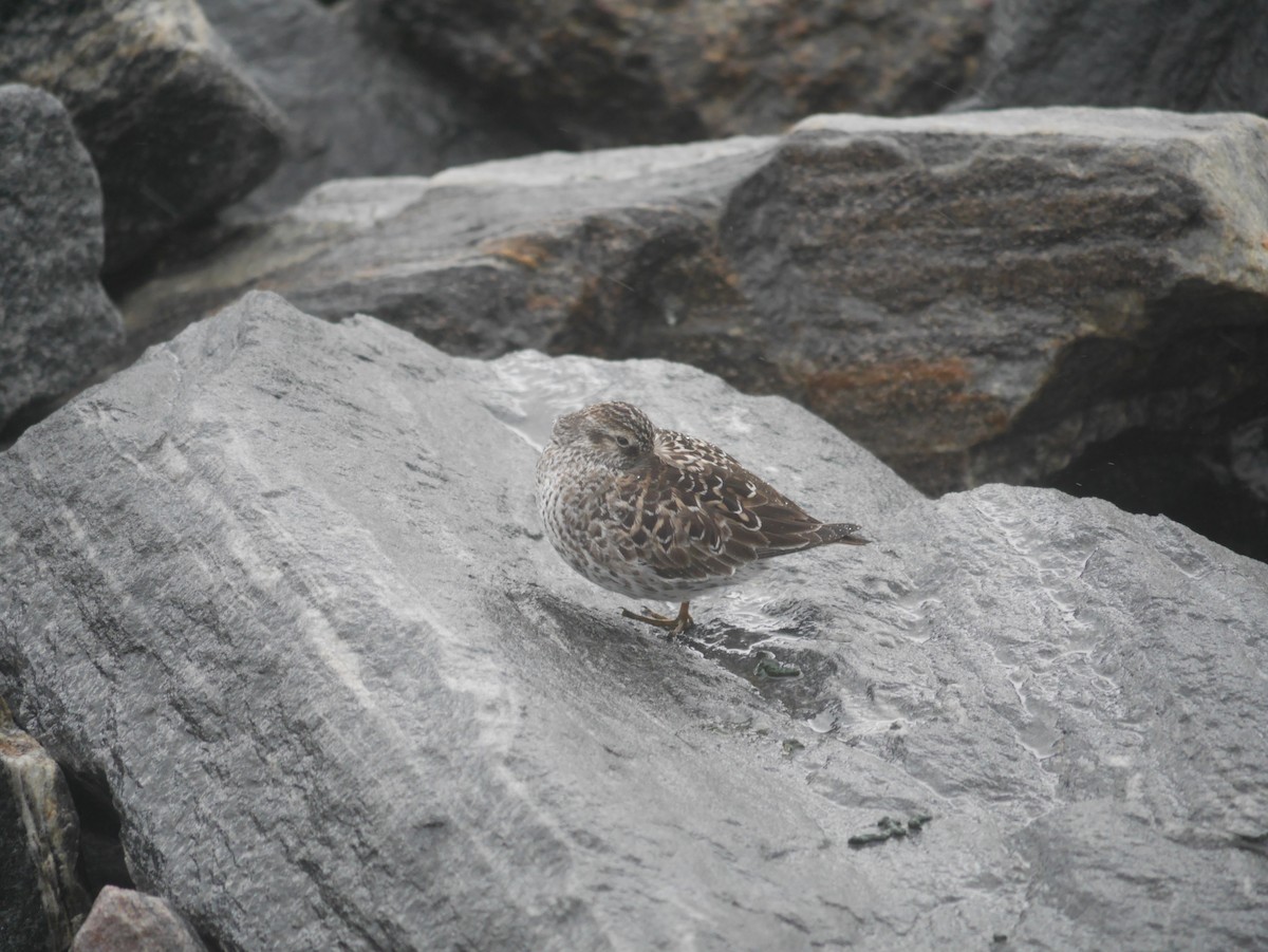 Purple Sandpiper - ML614946501