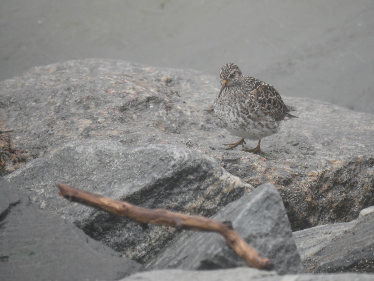 Purple Sandpiper - ML614946502