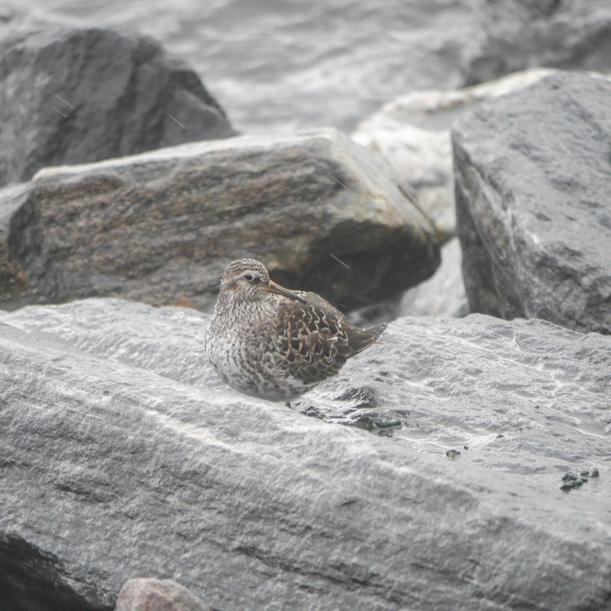 Purple Sandpiper - ML614946503