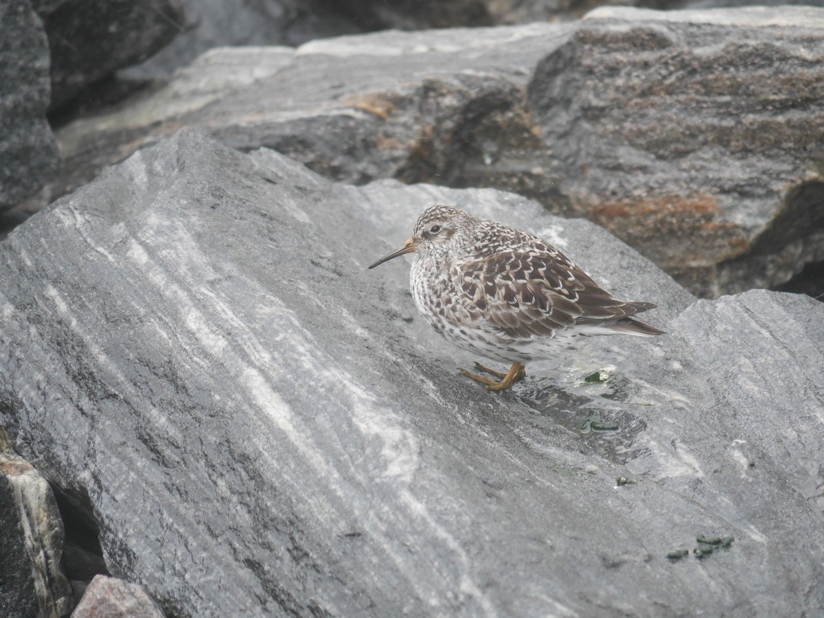 Purple Sandpiper - ML614946504