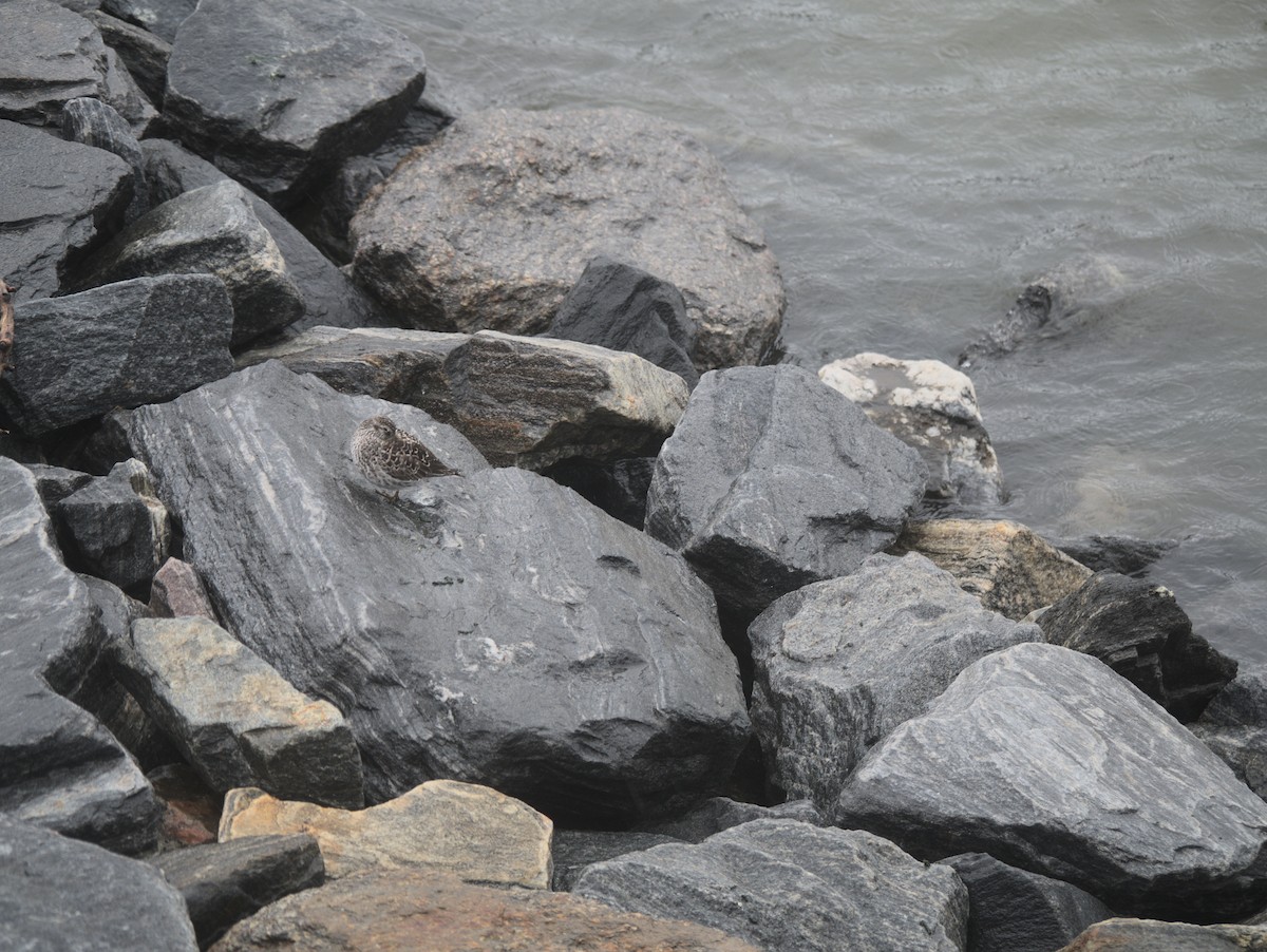 Purple Sandpiper - ML614946505