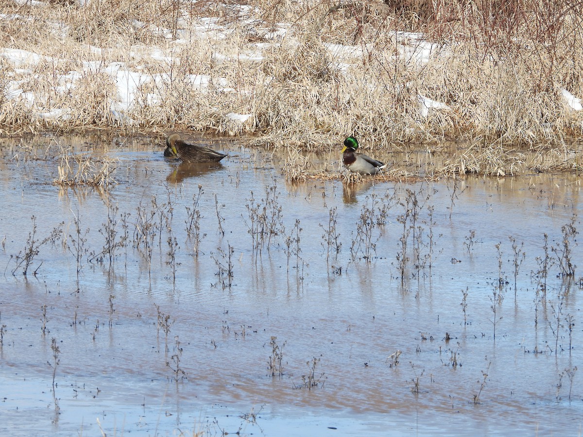 Canard colvert - ML614946507