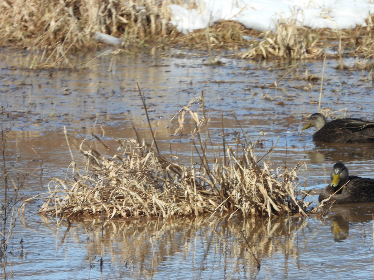 Canard noir - ML614946516