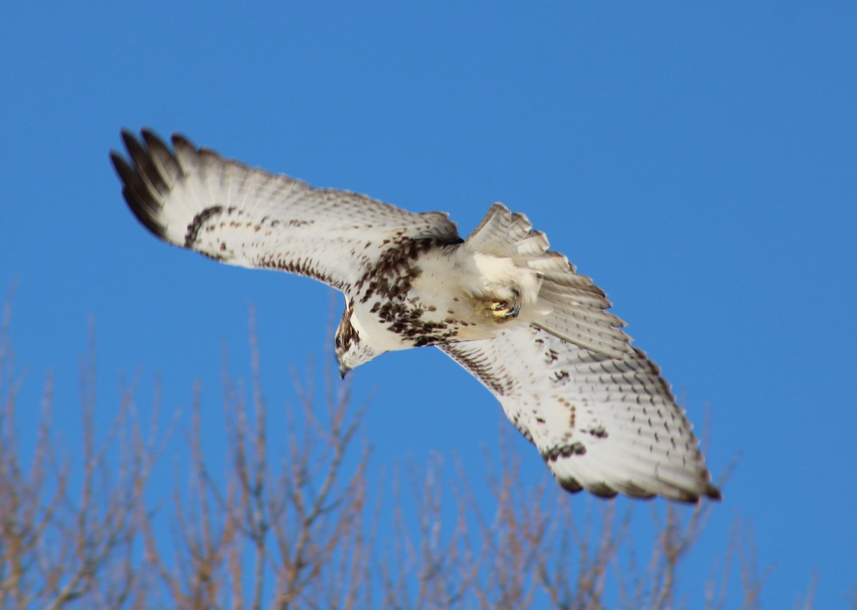 Rotschwanzbussard - ML614946543