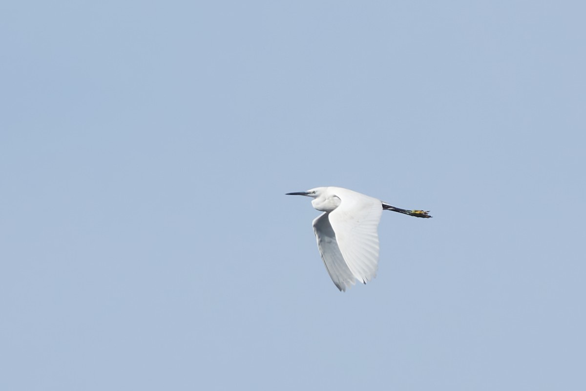 Little Egret - Luis Manso