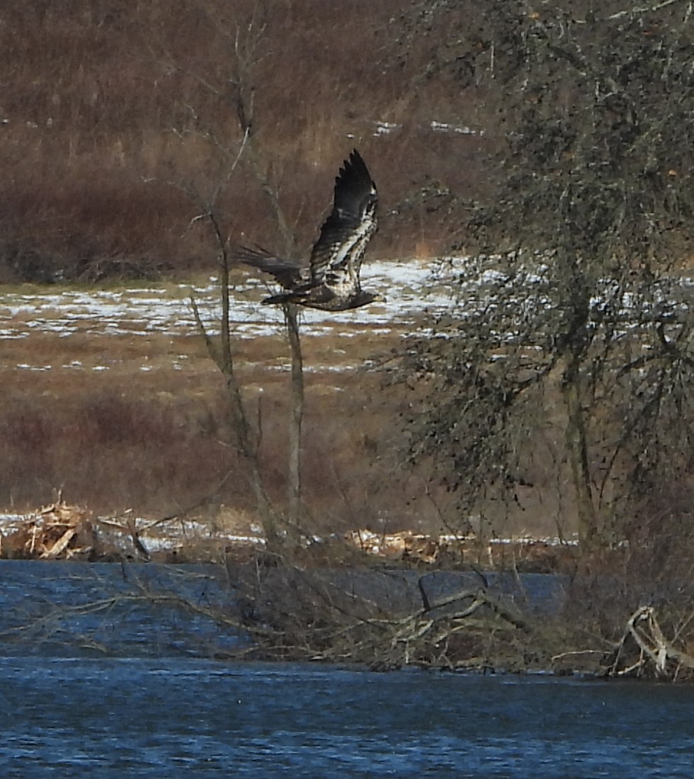 Weißkopf-Seeadler - ML614946610