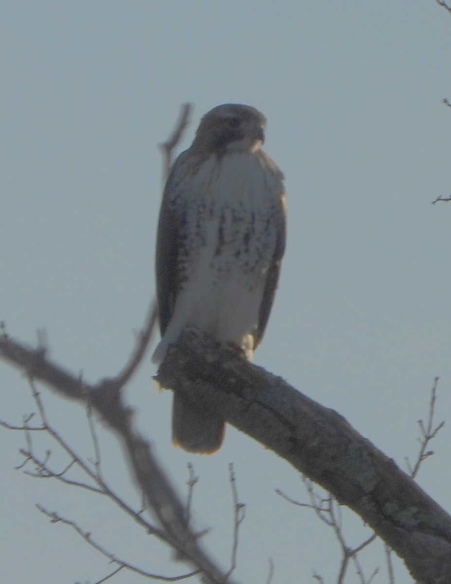 Red-tailed Hawk - ML614946630