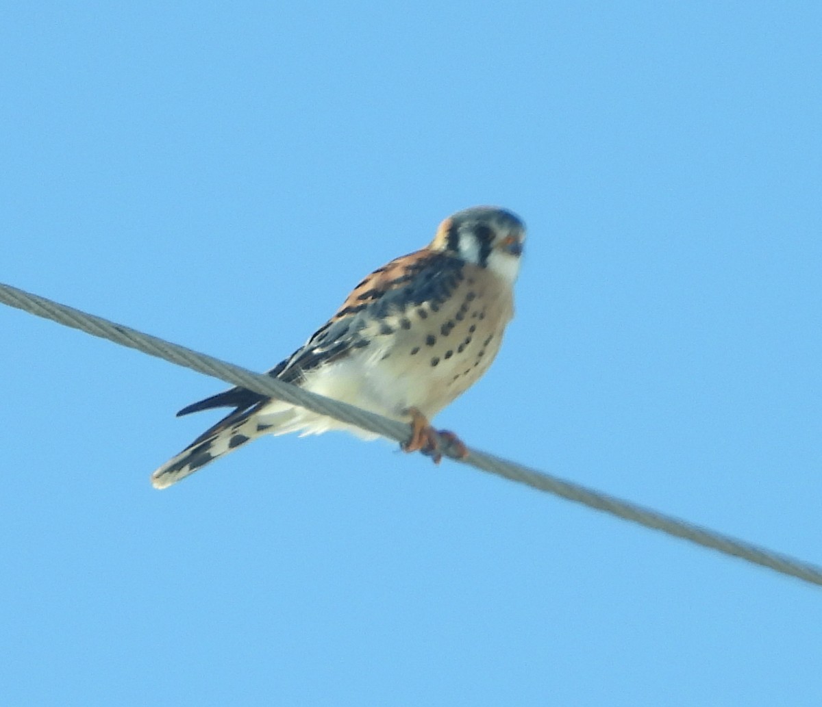 American Kestrel - ML614946632