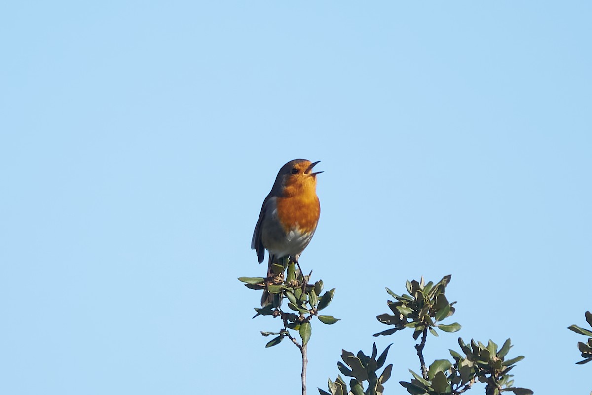 European Robin - ML614946633