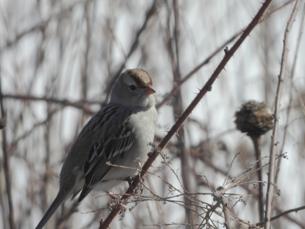 bird sp. - ML614946645