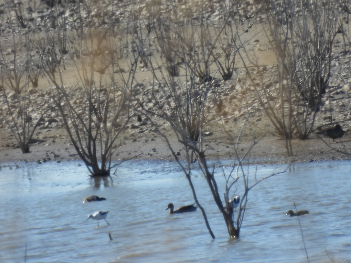 Avoceta Americana - ML614946764