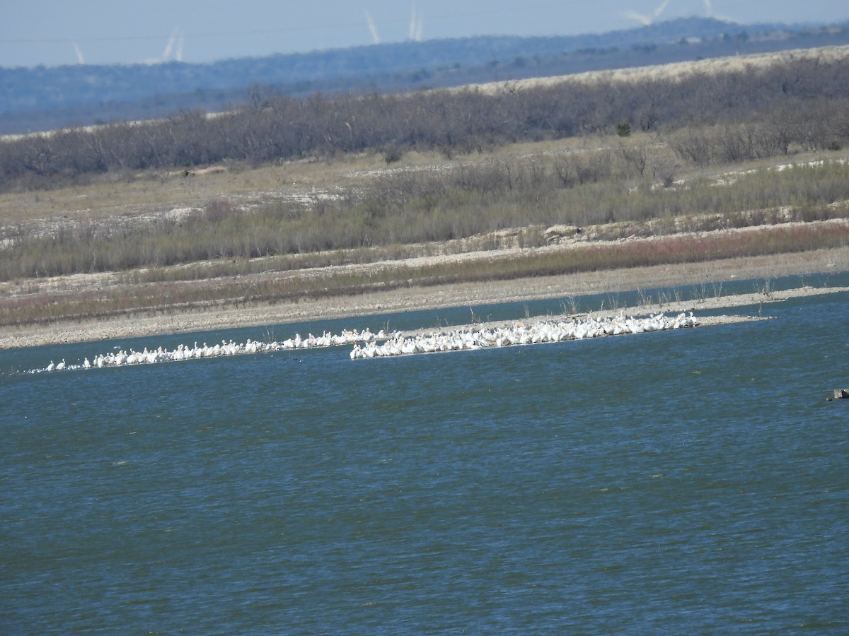 American White Pelican - ML614946766