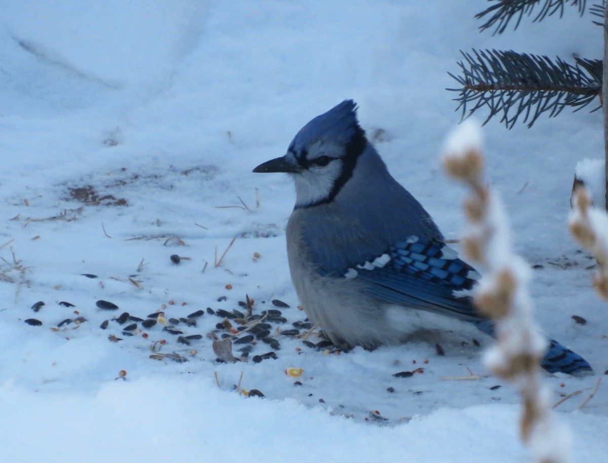 Blue Jay - ML614946780