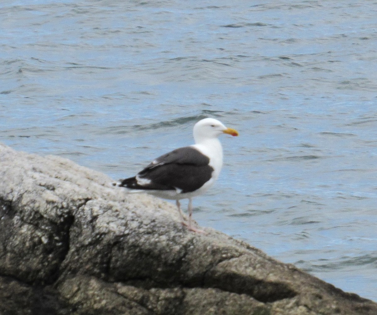 Great Black-backed Gull - Julie  Michael