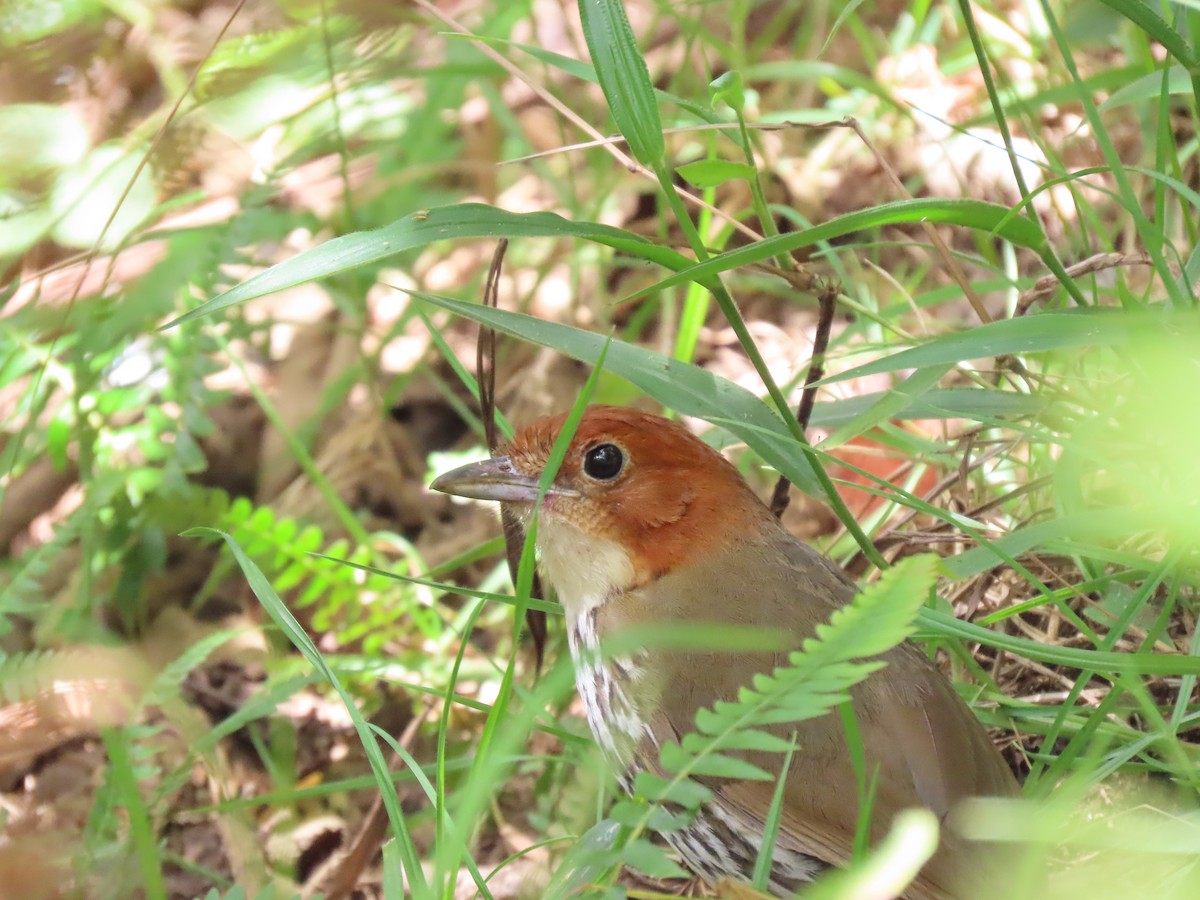 Chestnut-crowned Antpitta - ML614946838