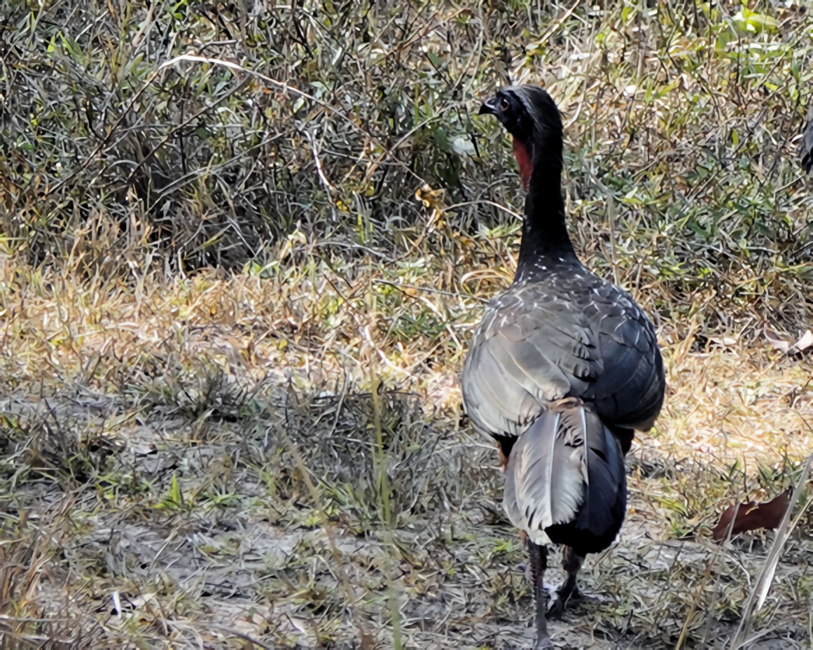 Red-throated Piping-Guan - ML614946855