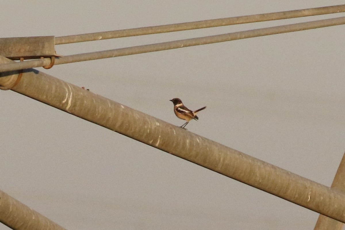 Siberian Stonechat (Caspian) - ML614946869